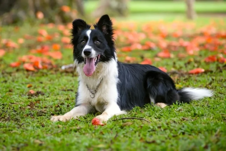 Do Border Collies Bark A Lot? What You Need to Know in New York City Do Border Collies Bark A Lot What You Need to Know in New York City